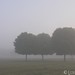 Liz Morrison Photo 24