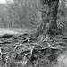 Rachel Root Photo 17