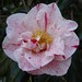 Betty Sanders Photo 13