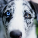 David Hund Photo 8