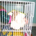 Charles Cage Photo 8