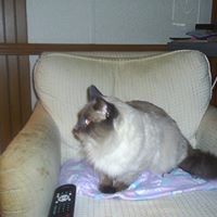 Janet Shepard Photo 13
