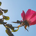 Rose Houston Photo 27