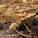 Rosella Rose Photo 14