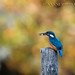 Martin Pesce Photo 9