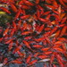 Jin Lin Photo 37