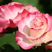 Rose Hamilton Photo 17