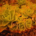 Peggy Scott Photo 32
