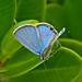 Ronnie Meadows Photo 19