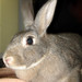 Wilma Browning Photo 13