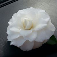 Linda Hardy Photo 23