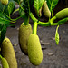 Jack Fruits Photo 9