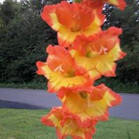 Nancy Desautels Photo 6