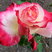 Stanley Rose Photo 25