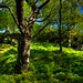 Ben Forrest Photo 33