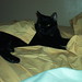 Alison Sheets Photo 10