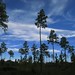 Dianne Frazier Photo 8