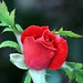 Rose Nash Photo 9