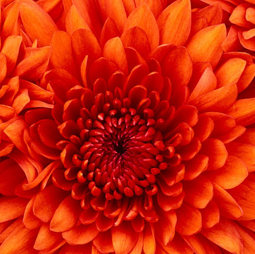 Diane Pham Photo 39
