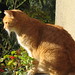 Ginger Sampson Photo 7