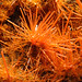Crystal Samples Photo 9