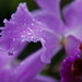 Mark Phipps Photo 27
