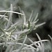 Buena Plant Photo 6