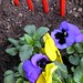 Pansy Lyons Photo 4