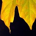 Autumn Davidson Photo 33