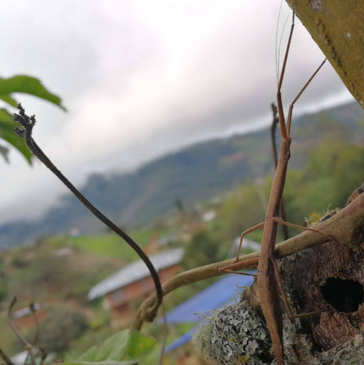 Diego Duque Photo 32