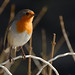 Robin Robins Photo 16