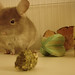 Alvin Ha Photo 7