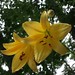 Lillie Woods Photo 7