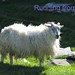 Martha Pigott Photo 5