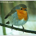 Robin Barton Photo 41
