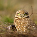 Greg Burrow Photo 12