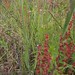 Flora Williams Photo 22
