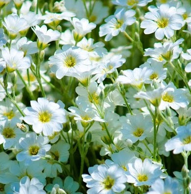 Helen Fuller Photo 28