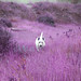Heather Jacks Photo 2