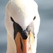 Bill Legge Photo 12
