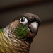 Kelly Bird Photo 19