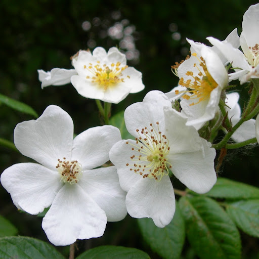 Diane Andrus Photo 8