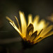 Gerald Bloom Photo 8