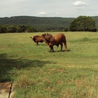George Ivy Photo 15
