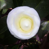 Christine Pearson Photo 11