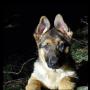 Dale Wolf Photo 5