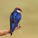 James Nester Photo 31