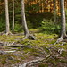 Victoria Root Photo 24