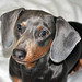 Stanley Wiener Photo 5