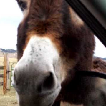 Brenda Larson Photo 43